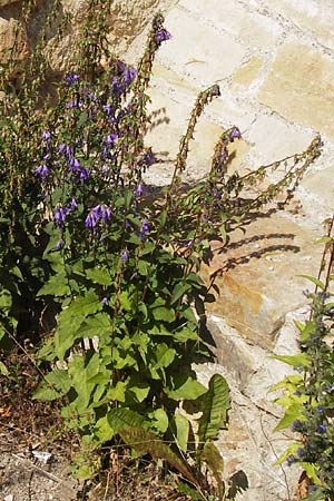 Campanula trachelium \ Nesselblttrige Glockenblume / Nettle-Leaved Bellflower, D Thüringen, Drei Gleichen 6.8.2013