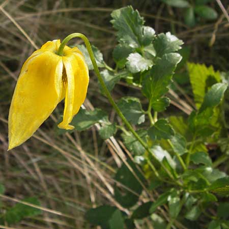 Clematis tangutica \ Gold-Waldrebe, Mongolische Waldrebe / Golden Clematis, D Heidelberg 1.9.2013