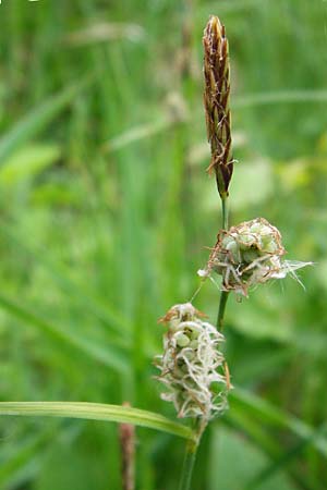 Carex tomentosa \ Filz-Segge, D Mannheim 29.4.2014