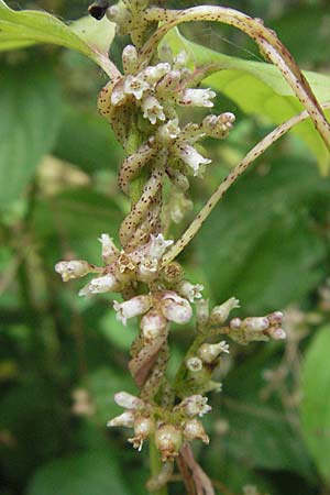 Cuscuta lupuliformis, Weiden-Seide