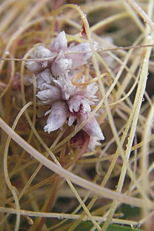 Cuscuta epithymum \ Quendel-Seide / Dodder, D Neuleiningen 3.7.2007