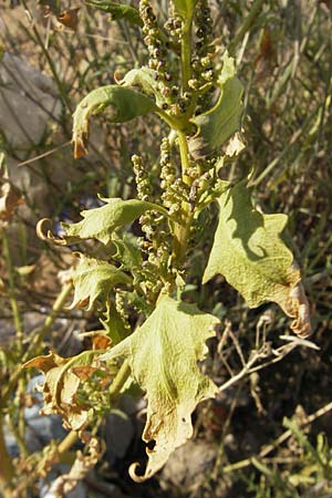 Chenopodium rhombifolium \ Sgeblttriger Gnsefu / Serrate-Leaved Goosefoot, D Mannheim 6.9.2009