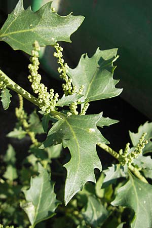 Chenopodium rhombifolium \ Sgeblttriger Gnsefu / Serrate-Leaved Goosefoot, D Mannheim 6.9.2009