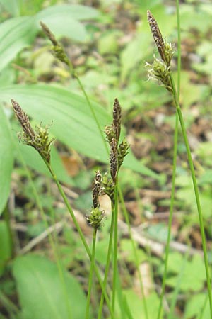 Carex umbrosa \ Schatten-Segge / Umbrosa Sedge, D Günzburg 8.5.2010