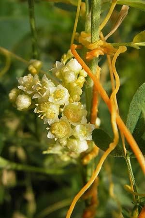 Cuscuta campestris, Amerikanische Seide