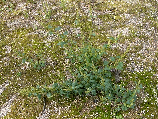 Chenopodium rhombifolium \ Sgeblttriger Gnsefu / Serrate-Leaved Goosefoot, D Mannheim 21.9.2013