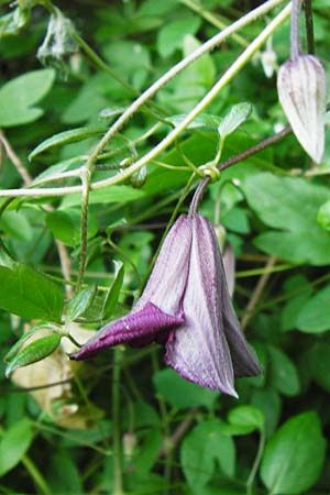 Clematis viticella \ Italienische Waldrebe, D Groß-Gerau 6.6.2014