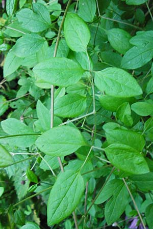 Clematis viticella \ Italienische Waldrebe, D Groß-Gerau 6.6.2014