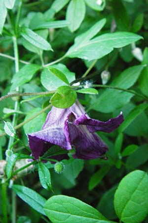 Clematis viticella \ Italienische Waldrebe / Italian Clematis, D Groß-Gerau 6.6.2014