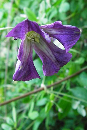 Clematis viticella \ Italienische Waldrebe, D Groß-Gerau 6.6.2014