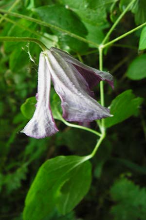 Clematis viticella \ Italienische Waldrebe / Italian Clematis, D Groß-Gerau 6.6.2014