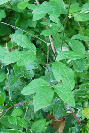 Clematis viticella \ Italienische Waldrebe / Italian Clematis, D Groß-Gerau 6.6.2014