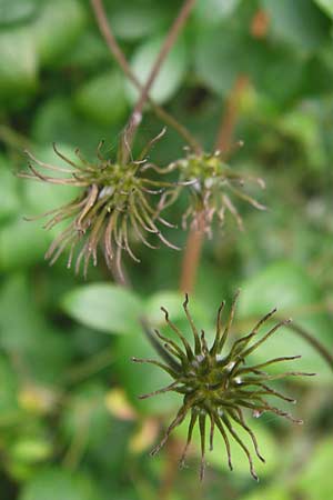 Clematis viticella \ Italienische Waldrebe / Italian Clematis, D Groß-Gerau 23.8.2014