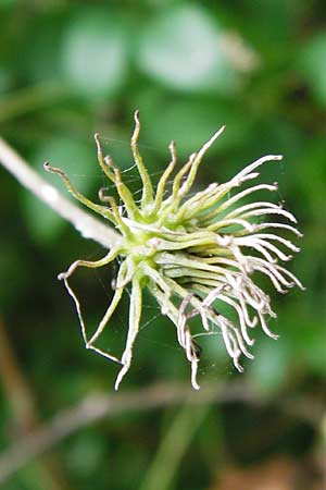 Clematis viticella \ Italienische Waldrebe, D Groß-Gerau 23.8.2014