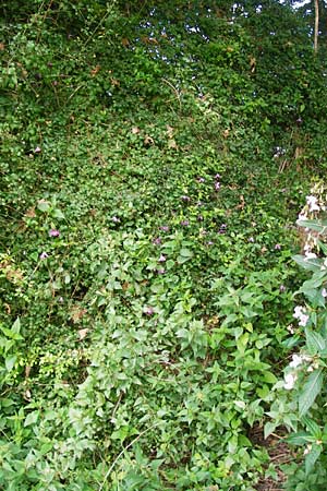 Clematis viticella \ Italienische Waldrebe, D Groß-Gerau 23.8.2014