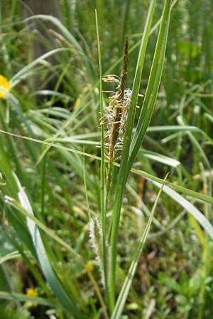 Carex rostrata / Bottle Sedge, D Kempten 22.5.2009