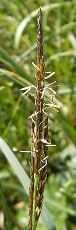 Carex rostrata / Bottle Sedge, D Kempten 22.5.2009