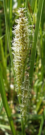 Carex rostrata / Bottle Sedge, D Kempten 22.5.2009