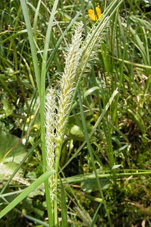 Carex rostrata \ Schnabel-Segge, D Kempten 22.5.2009