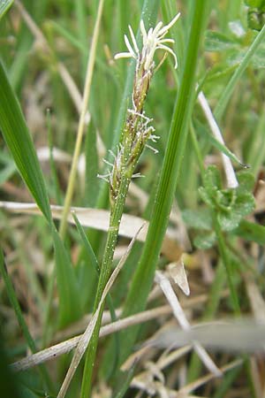 Carex montana \ Berg-Segge / Mountain Sedge, Soft-Leaved Sedge, D Hahn 21.4.2011