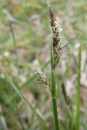 Carex montana \ Berg-Segge, D Hahn 21.4.2011