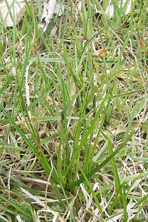 Carex montana \ Berg-Segge, D Hahn 21.4.2011
