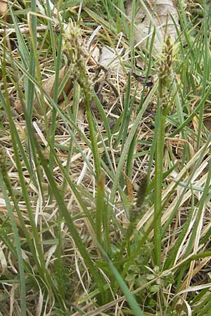 Carex montana \ Berg-Segge / Mountain Sedge, Soft-Leaved Sedge, D Hahn 21.4.2011