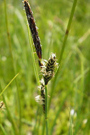 Carex nigra \ Braune Segge / Common Sedge, D Oberstdorf 22.6.2011