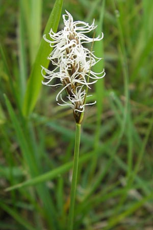 Carex disticha \ Zweizeilige Segge, D Velden 6.5.2012