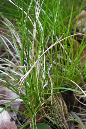 Carex alba \ Weie Segge / White Sedge, D Neuburg an der Donau 8.6.2012