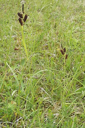 Carex flacca \ Blaugrüne Segge, D Nördlingen 8.6.2012