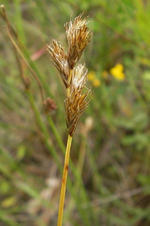 Carex ovalis \ Hasenfu-Segge, Hasenpfoten-Segge, D Hassloch 21.6.2012