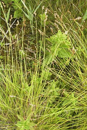 Carex ovalis \ Hasenfu-Segge, Hasenpfoten-Segge / Oval Sedge, D Hassloch 21.6.2012