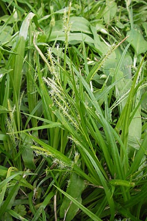 Carex strigosa / Thin-Spiked Wood Sedge, D Ludwigshafen 23.4.2013