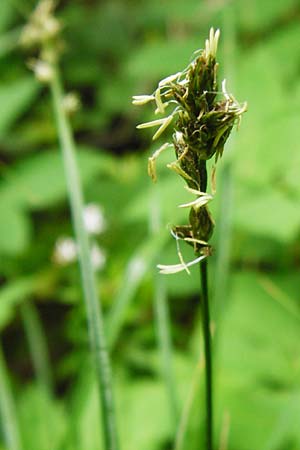 Carex polyphylla / Berkeley Sedge, Grassland Sedge, D Hilzingen (Hegau) 3.5.2014