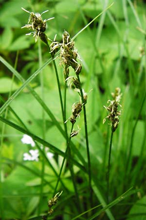 Carex polyphylla / Berkeley Sedge, Grassland Sedge, D Hilzingen (Hegau) 3.5.2014