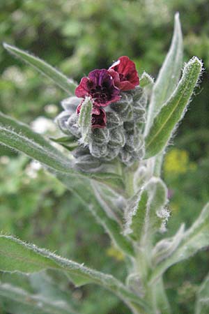 Cynoglossum officinale \ Gewhnliche Hundszunge, D Pfalz, Landau 8.5.2006