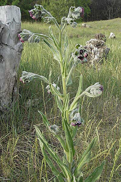 Cynoglossum officinale / Hound's-Tongue, D Schwetzingen 12.5.2006