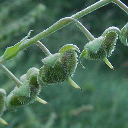 Cynoglossum officinale / Hound's-Tongue, D Pfalz, Landau 26.6.2006