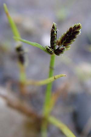 Cyperus fuscus \ Braunes Zypergras / Brown Flatsedge, D Rheinstetten-Silberstreifen 16.8.2008