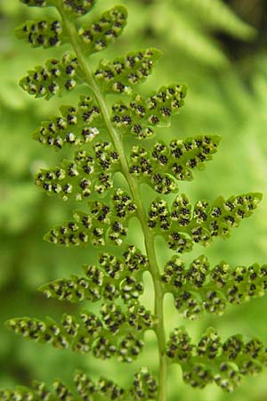 Cystopteris fragilis \ Zerbrechlicher Blasenfarn / Brittle Bladder Fern, D Hemsbach 18.5.2009