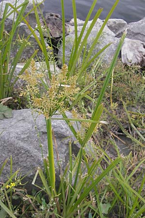 Cyperus esculentus / Chufa, Yellow Nut Sedge, D Mannheim 1.10.2009