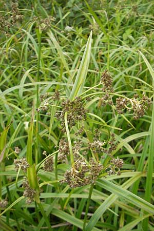 Scirpus sylvaticus \ Wald-Simse, Wald-Binse / Wood Club-Rush, D Ohmbach 25.6.2011