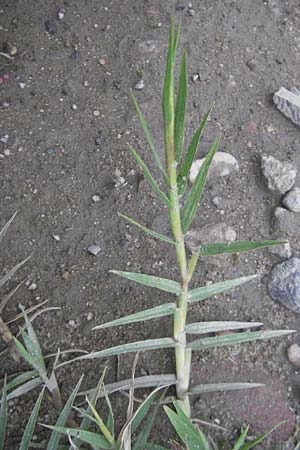 Cynodon dactylon \ Hundszahn-Gras / Bermuda Grass, Cocksfoot Grass, D Mannheim 22.7.2011