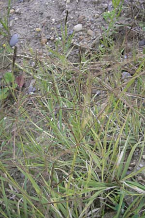 Cynodon dactylon \ Hundszahn-Gras / Bermuda Grass, Cocksfoot Grass, D Mannheim 22.7.2011