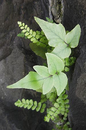 Cyrtomium fortunei \ Fortunes Sichelfarn / Japanese Holly Fern, D Mannheim 18.10.2011