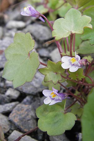 Cymbalaria muralis \ Gemeines Zimbelkraut, Mauer-Zimbelkraut / Ivy-Leaved Toadflax, Kenilworth Toadflax, D Frankfurt-Bockenh 14.7.2012