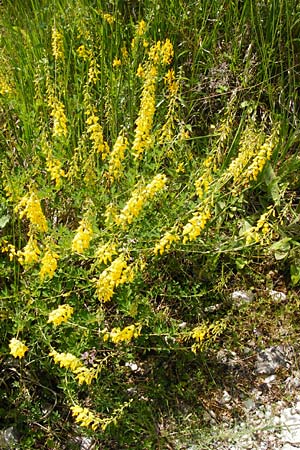 Cytisus nigricans \ Schwarzwerdender Geiklee, D Regensburg 12.6.2014