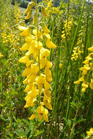 Cytisus nigricans \ Schwarzwerdender Geiklee / Black Broom, D Regensburg 12.6.2014