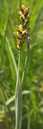 Carex panicea \ Hirse-Segge / Carnation Sedge, D Pfalz, Speyer 29.5.2012